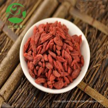 Baya de Goji seca orgánica de la nueva cosecha de China baya fresca de goji